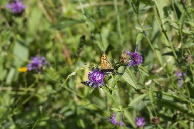 İsviçre, Zürih 'te pembe bir çiçeğin üzerinde oturan Duvar Kahverengi Kelebeği (Lasiommata megera)