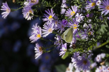 Küçük beyaz kelebek (Pieris rapae) İsviçre 'nin Zürih kentinde pembe bir papatyaya tünemiştir.