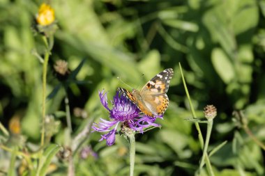 Boyalı Kadın (Vanessa cardui) İsviçre 'nin Zürih şehrinde pembe bir çiçeğin üzerine tünemiş kelebek.