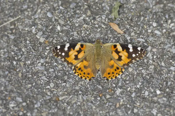 Painted Lady (Vanessa cardui) butterfly sitting on stone path in Zurich, Switzerland