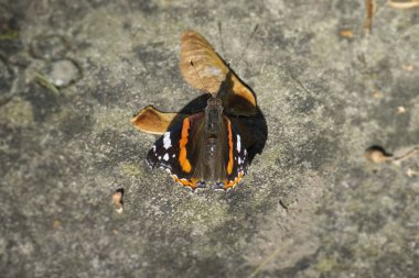 İsviçre 'nin Zürih kentinde taşın üzerinde oturan Kızıl Amiral Kelebeği (Vanessa Atalanta)