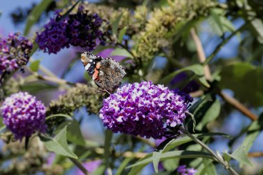 Kızıl Amiral Kelebeği (Vanessa Atalanta) İsviçre 'nin Zürih kentinde yaz leylağına tünemiştir.