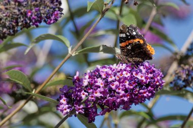 Kızıl Amiral Kelebeği (Vanessa Atalanta) İsviçre 'nin Zürih kentinde yaz leylağına tünemiştir.