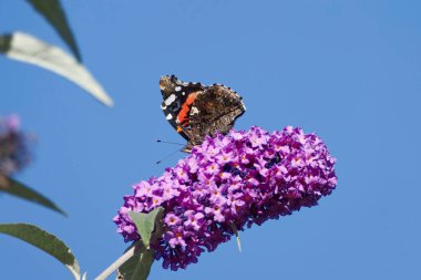 Kızıl Amiral Kelebeği (Vanessa Atalanta) İsviçre 'nin Zürih kentinde yaz leylağına tünemiştir.
