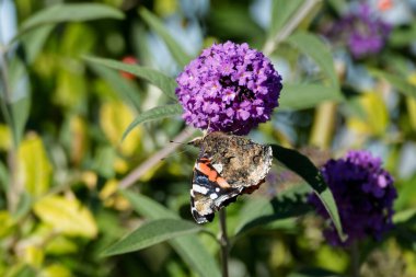 Kızıl Amiral Kelebeği (Vanessa Atalanta) İsviçre 'nin Zürih kentinde yaz leylağına tünemiştir.