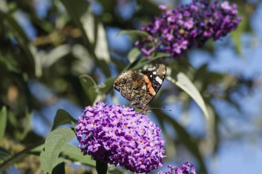 Kızıl Amiral Kelebeği (Vanessa Atalanta) İsviçre 'nin Zürih kentinde yaz leylağına tünemiştir.