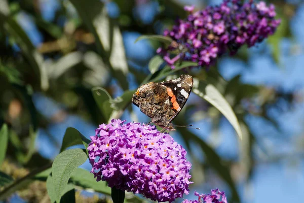 Kızıl Amiral Kelebeği (Vanessa Atalanta) İsviçre 'nin Zürih kentinde yaz leylağına tünemiştir.