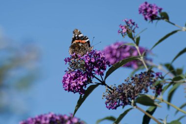 Kızıl Amiral Kelebeği (Vanessa Atalanta) İsviçre 'nin Zürih kentinde yaz leylağına tünemiştir.