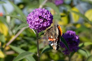 Kızıl Amiral Kelebeği (Vanessa Atalanta) İsviçre 'nin Zürih kentinde yaz leylağına tünemiştir.
