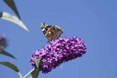 Kızıl Amiral Kelebeği (Vanessa Atalanta) İsviçre 'nin Zürih kentinde yaz leylağına tünemiştir.