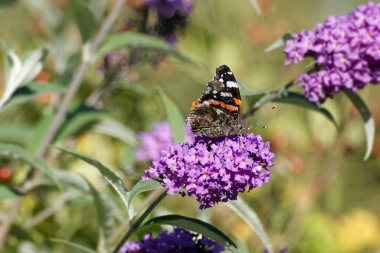 Kızıl Amiral Kelebeği (Vanessa Atalanta) İsviçre 'nin Zürih kentinde yaz leylağına tünemiştir.