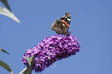 Kızıl Amiral Kelebeği (Vanessa Atalanta) İsviçre 'nin Zürih kentinde yaz leylağına tünemiştir.