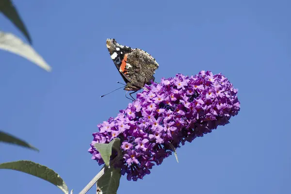 stock image Red admiral butterfly (Vanessa Atalanta) perched on summer lilac in Zurich, Switzerland