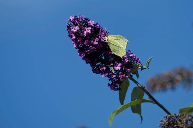 Kükürt kelebeği (Gonepteryx rhamni) İsviçre 'nin Zürih kentinde yaz leylağına tünemiştir.
