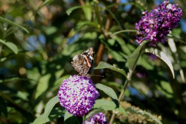 Kızıl Amiral Kelebeği (Vanessa Atalanta) İsviçre 'nin Zürih kentinde yaz leylağına tünemiştir.