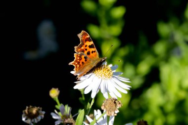 Virgül Kelebeği (Polygonia c-albüm) İsviçre 'nin Zürih kentinde bir papatyaya tünemiştir.