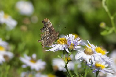 Virgül Kelebeği (Polygonia c-albüm) İsviçre 'nin Zürih kentinde bir papatyaya tünemiştir.