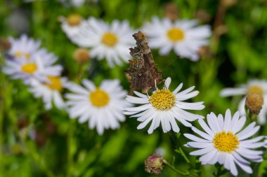 Virgül Kelebeği (Polygonia c-albüm) İsviçre 'nin Zürih kentinde bir papatyaya tünemiştir.