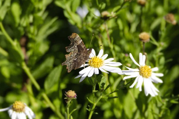 Virgül Kelebeği (Polygonia c-albüm) İsviçre 'nin Zürih kentinde bir papatyaya tünemiştir.