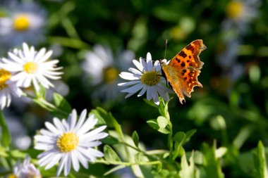 Virgül Kelebeği (Polygonia c-albüm) İsviçre 'nin Zürih kentinde bir papatyaya tünemiştir.