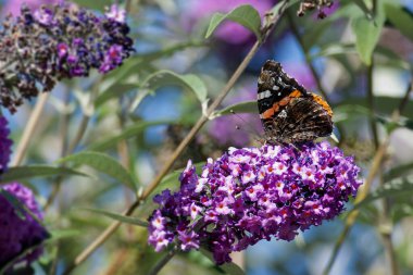 Kızıl Amiral Kelebeği (Vanessa Atalanta) İsviçre 'nin Zürih kentinde yaz leylağına tünemiştir.