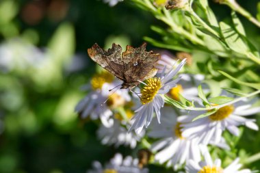 Virgül Kelebeği (Polygonia c-albüm) İsviçre 'nin Zürih kentinde bir papatyaya tünemiştir.