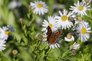 Virgül Kelebeği (Polygonia c-albüm) İsviçre 'nin Zürih kentinde bir papatyaya tünemiştir.