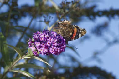 Kızıl Amiral Kelebeği (Vanessa Atalanta) İsviçre 'nin Zürih kentinde yaz leylağına tünemiştir.