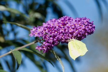 Kükürt kelebeği (Gonepteryx rhamni) İsviçre 'nin Zürih kentinde yaz leylağına tünemiştir.