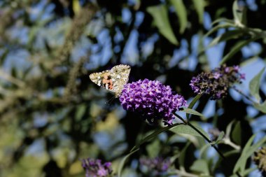 Kızıl Amiral Kelebeği (Vanessa Atalanta) İsviçre 'nin Zürih kentinde yaz leylağına tünemiştir.