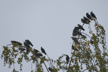 İsviçre 'nin Zürih kentindeki bir ağaçta oturan sığırcık sürüsü (Sturnus vulgaris)