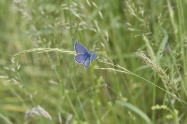 Mazarine Mazarine mavisi (siyaniris semiargus) İsviçre 'nin Zürih şehrinde bir çimlerin üzerinde oturan kelebek.