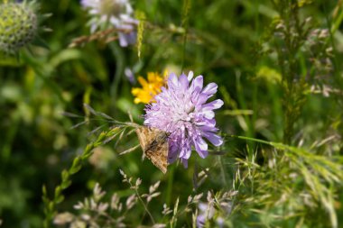 İsviçre 'nin Zürih şehrinde küçük bir kırışıklığın üzerinde oturan Burnet Companion (Öklid glifçesi) güvesi