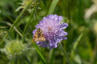 İsviçre 'nin Zürih şehrinde küçük bir kırışıklığın üzerinde oturan Burnet Companion (Öklid glifçesi) güvesi