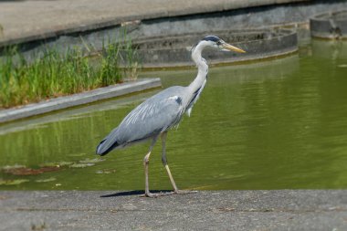 Gri Heron (Ardea cinerea) İsviçre 'nin Zürih kentinde bir göletin yanında duruyor.