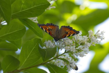 İsviçre, Zürih 'te çiçek açan bir çitin üzerinde oturan küçük Kaplumbağa Kabuğu Kelebeği (Aglais urticae)
