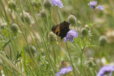 Küçük Kaplumbağa Kelebeği (Aglais urticae) İsviçre 'nin Zürih şehrinde küçük bir kabuğun üzerinde oturuyor.