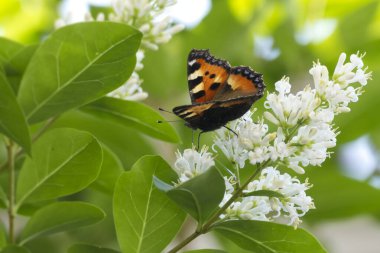 İsviçre, Zürih 'te çiçek açan bir çitin üzerinde oturan küçük Kaplumbağa Kabuğu Kelebeği (Aglais urticae)
