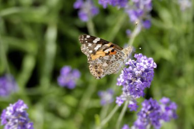 Boyalı Kadın (Vanessa Cardui) kelebek İsviçre 'nin Zürih şehrinde lavantanın üzerine tünedi