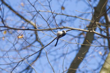 Long-tailed tit (Aegithalos caudatus) hanging off a tree branch in Zurich, Switzerland