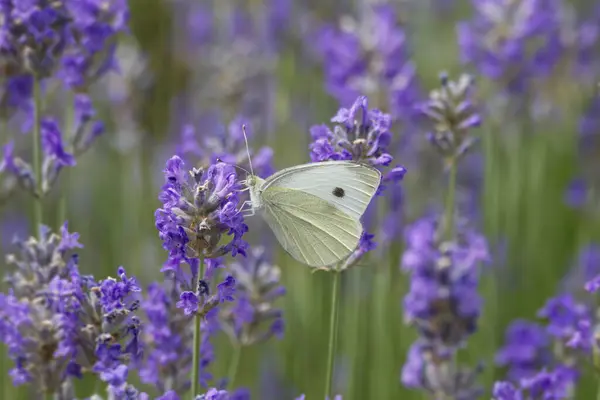 Küçük beyaz kelebek (Pieris rapae) İsviçre, Zürih 'te lavanta üzerine tünemiştir.