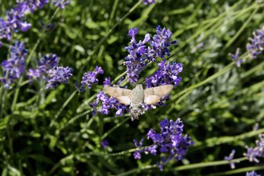 Sinekkuşu şahin güvesi (Macroglossum stellatarum) İsviçre 'nin Zürih kentinde uçuyor