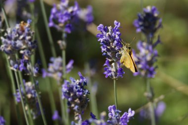 Büyük Skipper Kelebeği (Ochlodes sylvanus) İsviçre 'nin Zürih kentindeki lavanta bitkisine tünemiştir.