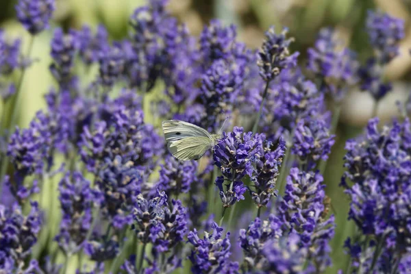 Küçük beyaz kelebek (Pieris rapae) İsviçre, Zürih 'te lavanta üzerine tünemiştir.