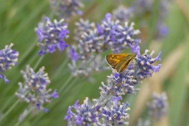 Büyük Skipper Kelebeği (Ochlodes sylvanus) İsviçre 'nin Zürih kentindeki lavanta bitkisine tünemiştir.