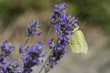 İsviçre, Zürih 'te lavantanın üzerinde oturan yaygın kükürt kelebeği (Gonepteryx rhamni)