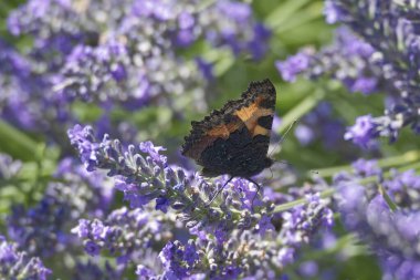 İsviçre 'nin Zürih kentindeki lavanta bitkisine tünemiş küçük kaplumbağa kabuğu kelebeği (Aglais urticae)