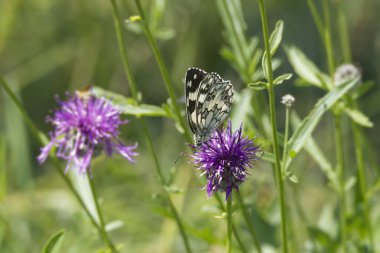 İsviçre, Zürih 'te pembe bir scabiosa üzerinde oturan Mermer Beyaz (Melanargia galaksisi) kelebek