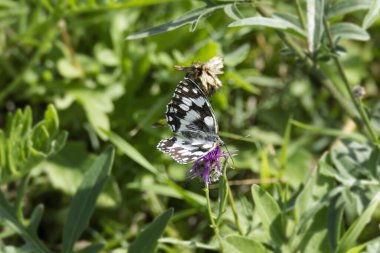 İsviçre, Zürih 'te pembe bir scabiosa üzerinde oturan Mermer Beyaz (Melanargia galaksisi) kelebek