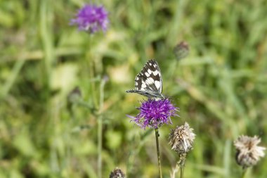 İsviçre, Zürih 'te pembe bir scabiosa üzerinde oturan Mermer Beyaz (Melanargia galaksisi) kelebek